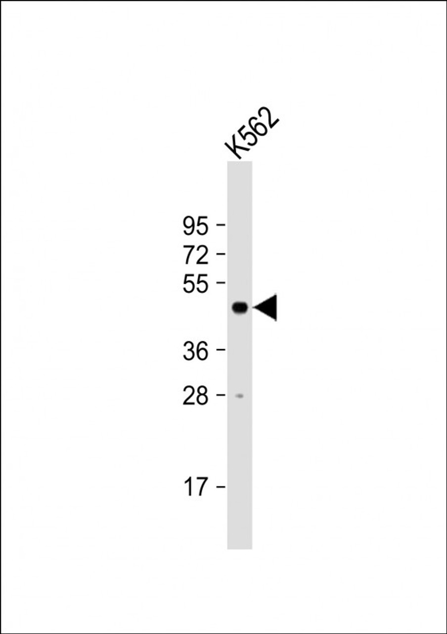 Western Blot at 1:1000 dilution + K562 whole cell lysate Lysates/proteins at 20 ug per lane.