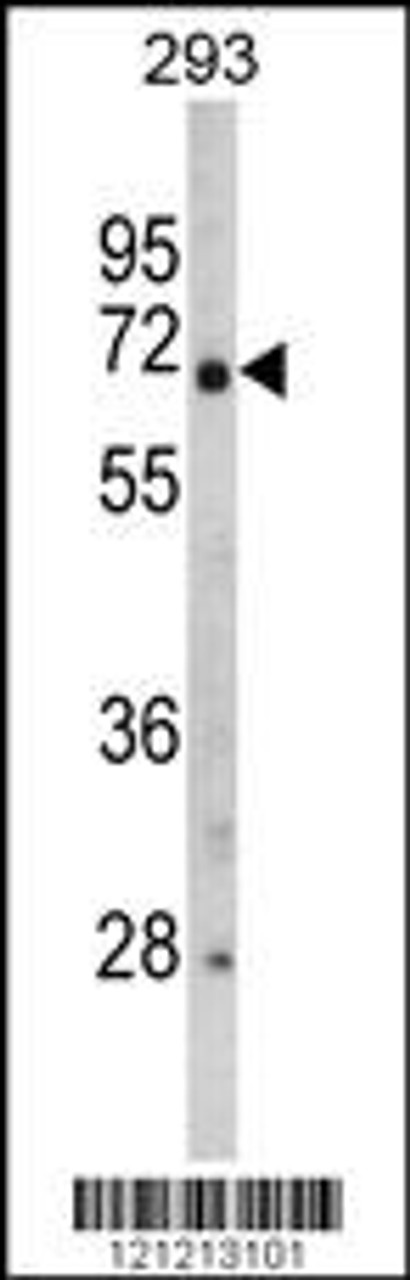Western blot analysis of GNPAT Antibody in 293 cell line lysates (35ug/lane)