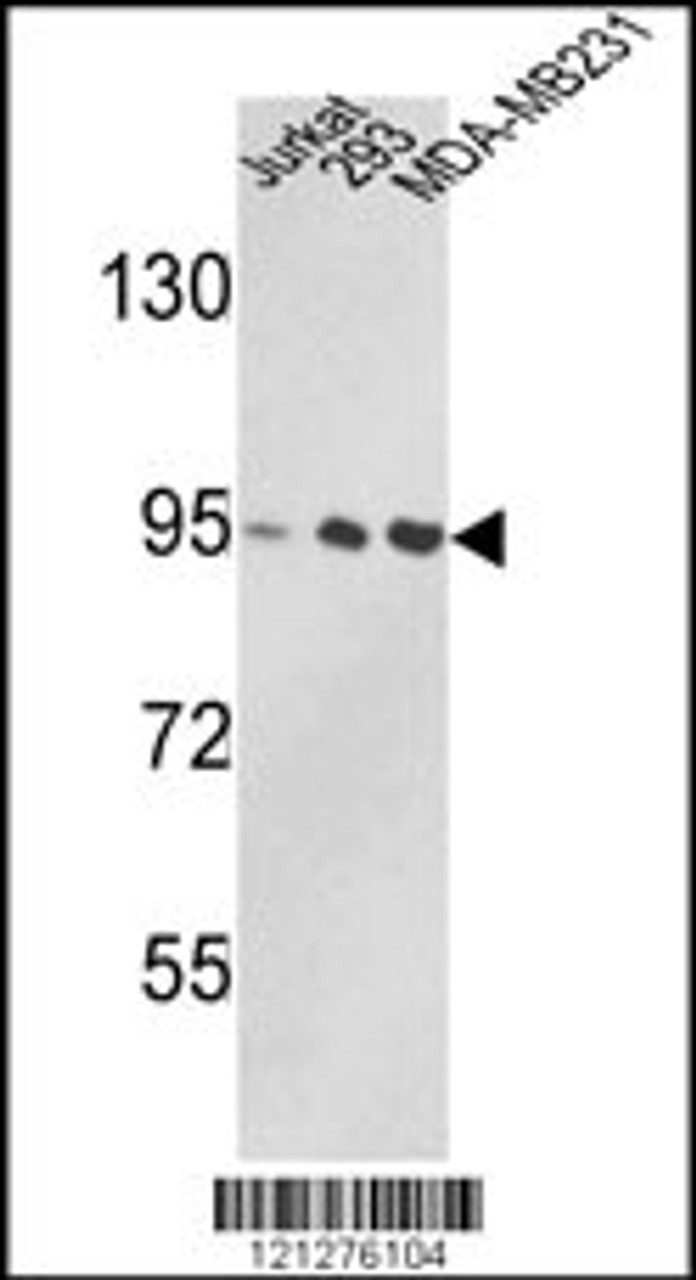Western blot analysis of VCP Antibody in Jurkat, 293, MDA-MB231 cell line lysates (35ug/lane)