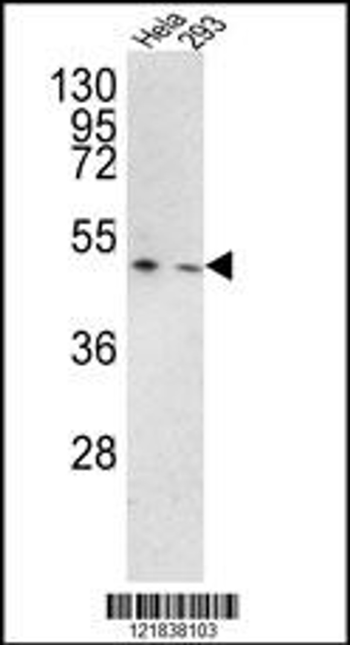 Western blot analysis of TMPRSS3 Antibody in Hela, 293 cell line lysates (35ug/lane)
