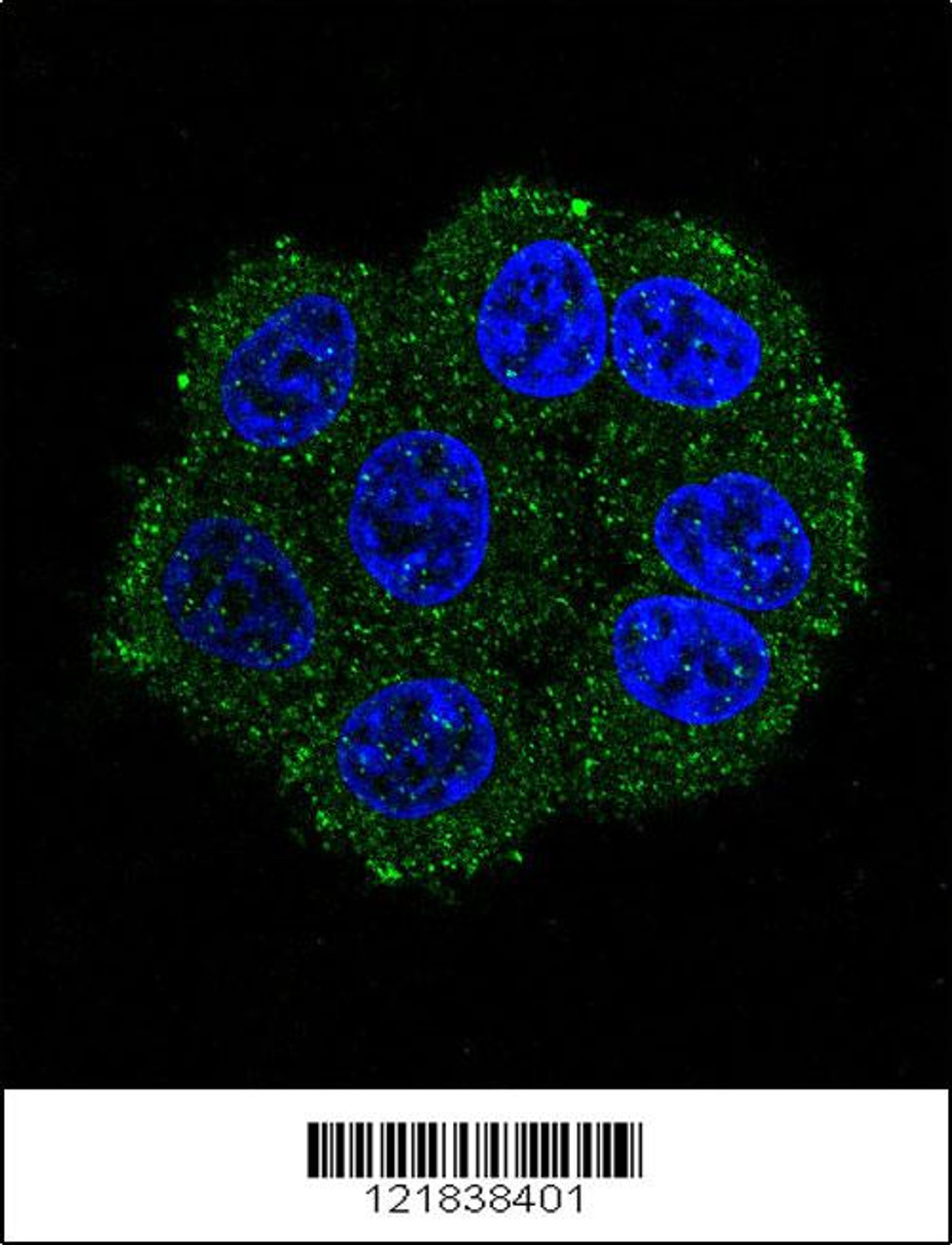 Confocal immunofluorescent analysis of TMPRSS3 Antibody with hela cell followed by Alexa Fluor 488-conjugated goat anti-rabbit lgG (green) . DAPI was used to stain the cell nuclear (blue) .