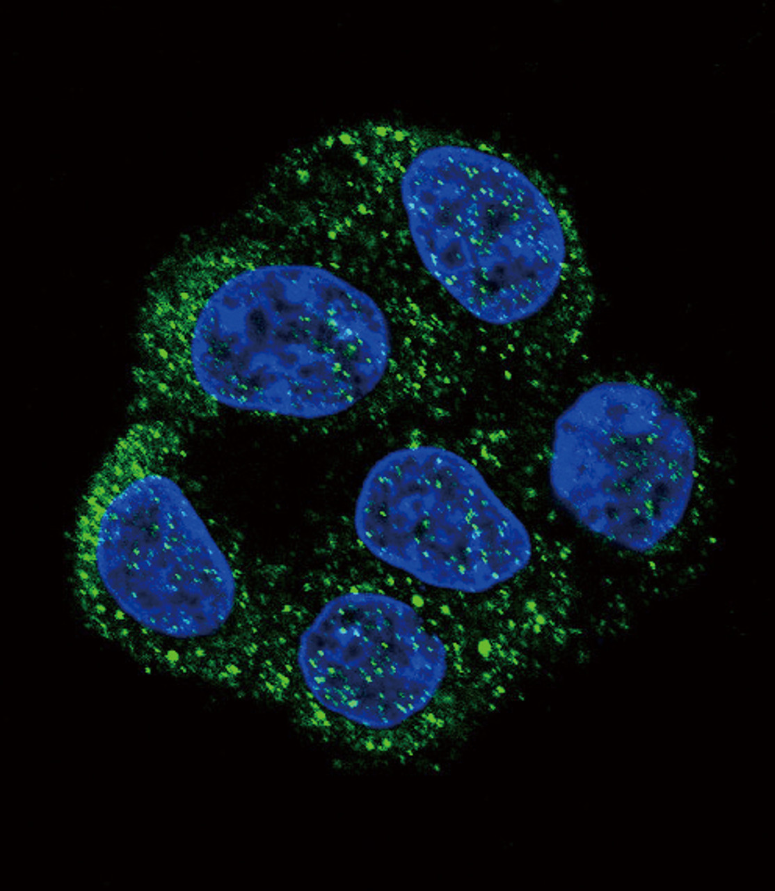Confocal immunofluorescent analysis of NOS3 Antibody with HepG2 cell followed by Alexa Fluor 488-conjugated goat anti-rabbit lgG (green) .DAPI was used to stain the cell nuclear (blue) .