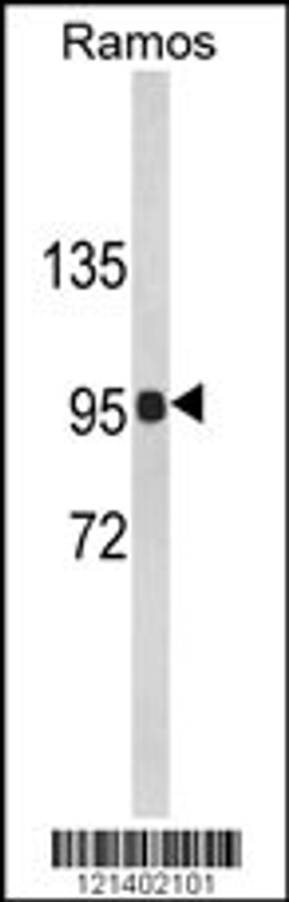 Western blot analysis of CR2 Antibody in Ramos cell line lysates (35ug/lane)