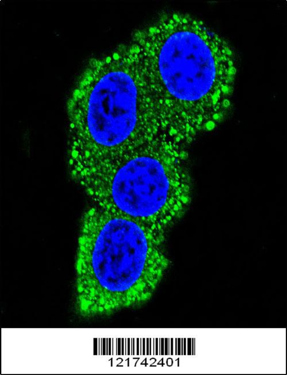 Confocal immunofluorescent analysis of CD28 Antibody with Hela cell followed by Alexa Fluor 489-conjugated goat anti-rabbit lgG (green) . DAPI was used to stain the cell nuclear (blue) .