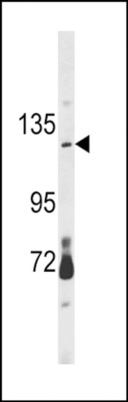 Western blot analysis of CLEC16A Antibody in mouse brain tissue lysates (35ug/lane)