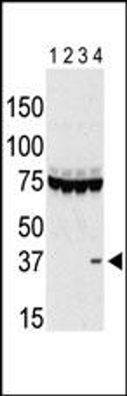 Antibody is used in Western blot to detect Aurora C in lysates of 293 cells expressing Flag tag (lane 1) , Flag-tagged Aurora A (lane 2) , Flag-tagged Aurora B (lane 3) , and Flag-tagged Aurora C (lane 4) . Data is kindly provided by Drs. K. Sasai and S. Sen from the University of Texas MD Anderson Cancer Center (Houston, TX) .