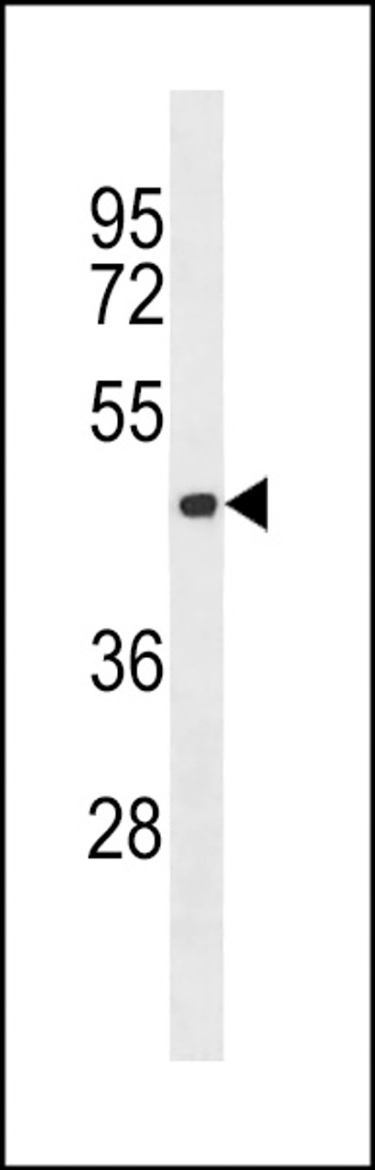 Western blot analysis in 293 cell line lysates (35ug/lane) .