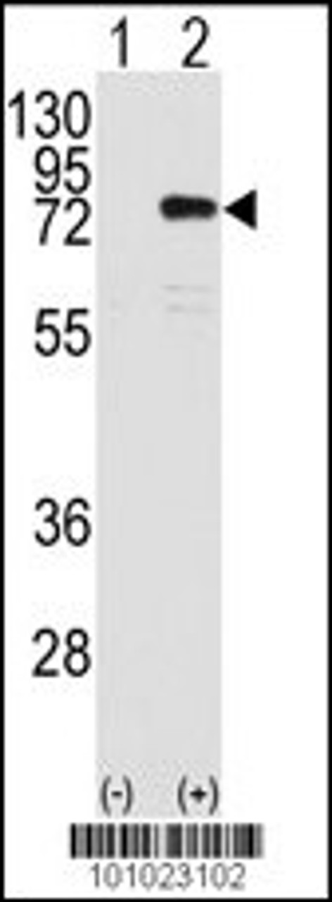 Western blot analysis of PRKCH using PKC eta Antibody.293 cell lysates (2 ug/lane) either nontransfected (Lane 1) or transiently transfected with the PRKCH gene (Lane 2) .