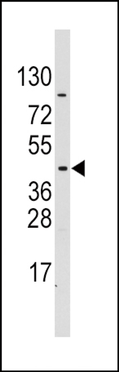 Western blot analysis of PDK4 Antibody (E265) in CEM cell line lysates (35ug/lane)