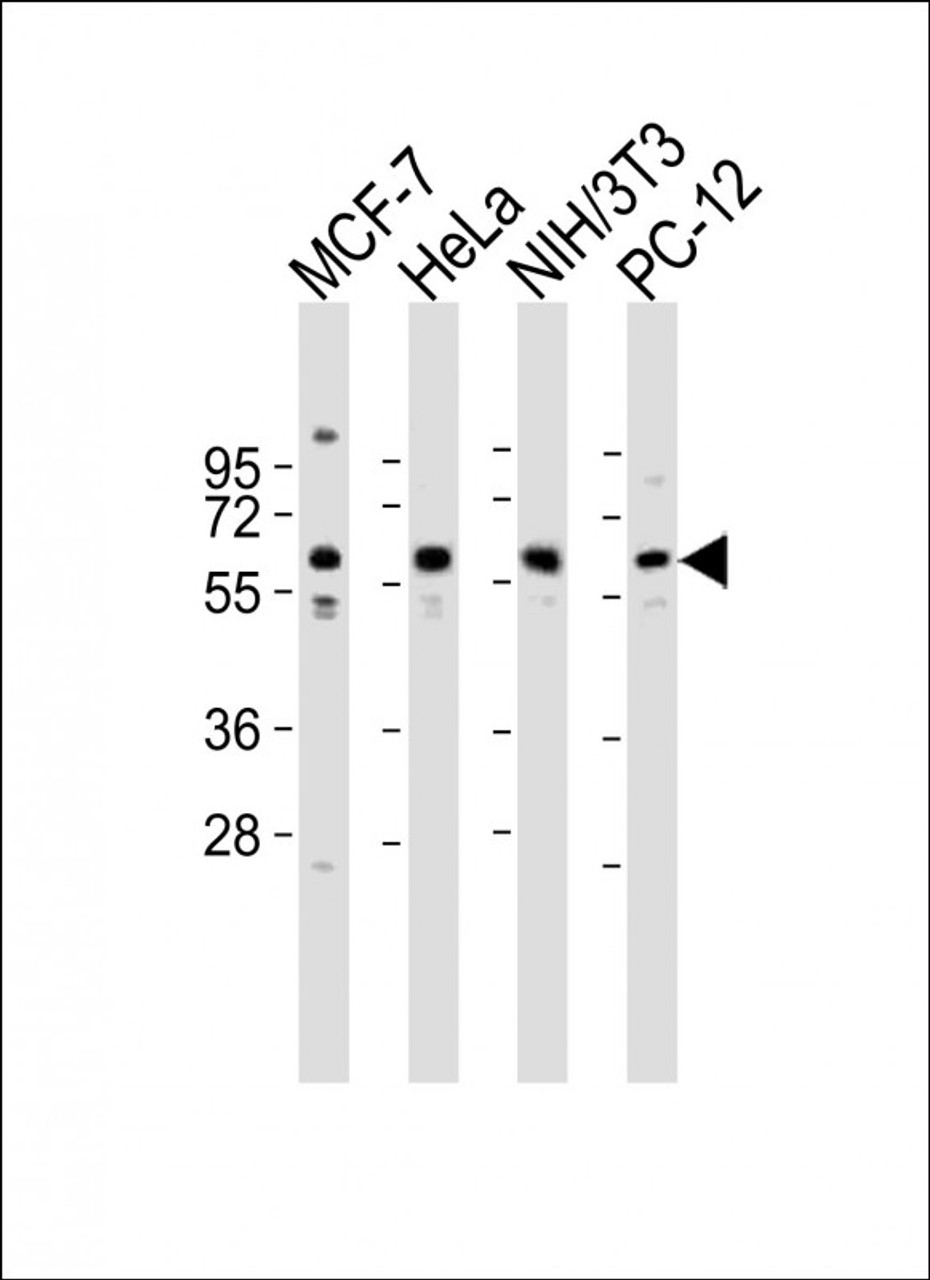 Western Blot at 1:2000 dilution Lane 1: MCF-7 whole cell lysates Lane 2: Hela whole cell lysates Lane 3: NIH/3T3 whole cell lysates Lane 4: PC-12 whole cell lysates Lysates/proteins at 20 ug per lane.