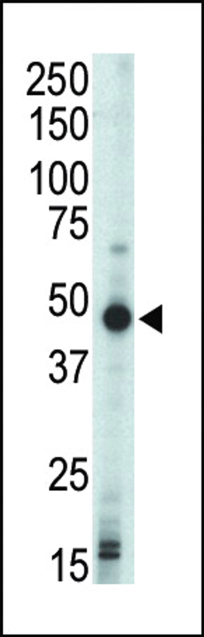 Western blot analysis of anti-PRKAR1B Pab in mouse liver tissue lysate