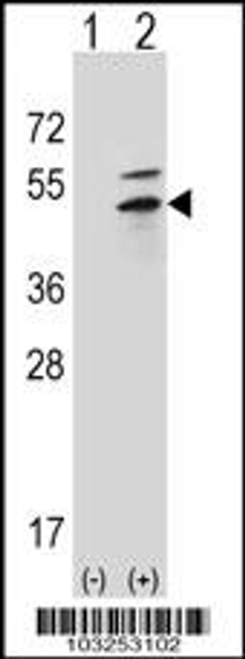 Western blot analysis of PRKAR2B using rabbit polyclonal PRKAR2B Antibody (G46) using 293 cell lysates (2 ug/lane) either nontransfected (Lane 1) or transiently transfected (Lane 2) with the PRKAR2B gene.