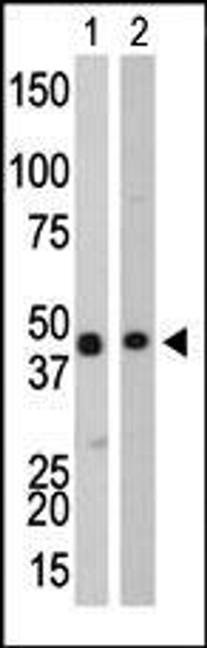 Antibody is used in Western blot to detect CKB in Y79 cell lysate (Lane 1) and mouse colon tissue lysate (Lane 2) .