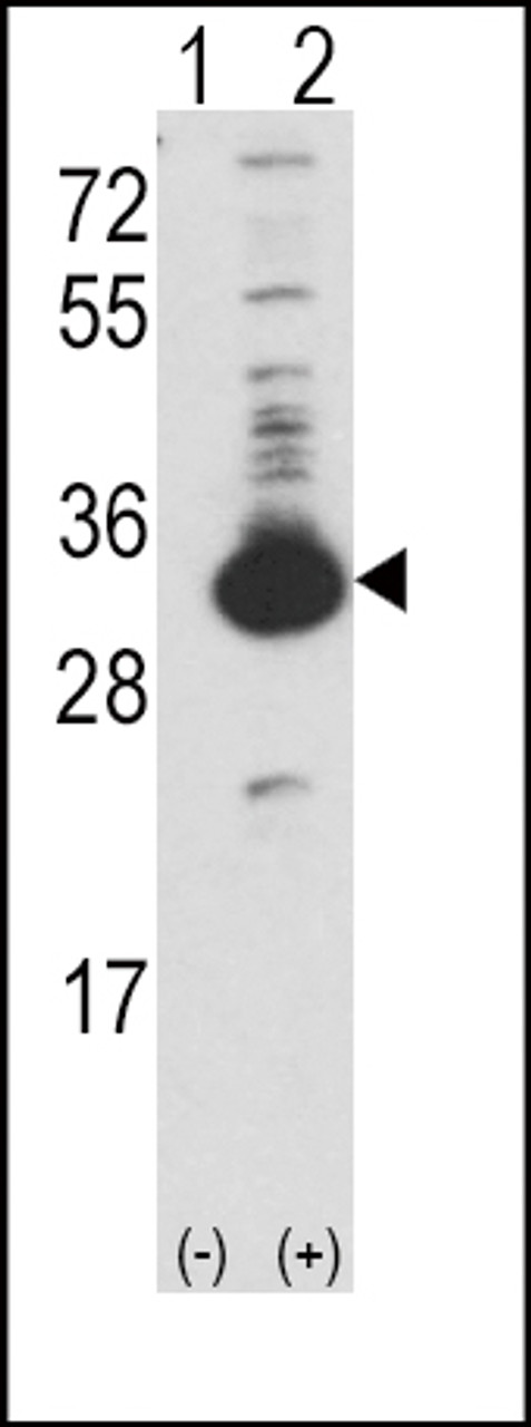 Western blot analysis of KHK using rabbit polyclonal Ketohexokinase (KHK) Antibody using 293 cell lysates (2 ug/lane) either nontransfected (Lane 1) or transiently transfected with the KHK gene (Lane 2) .