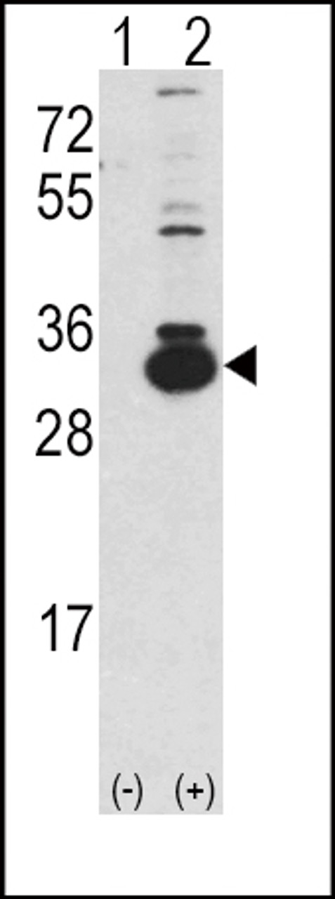 Western blot analysis of KHK using rabbit polyclonal Ketohexokinase (KHK) Antibody using 293 cell lysates (2 ug/lane) either nontransfected (Lane 1) or transiently transfected with the KHK gene (Lane 2) .