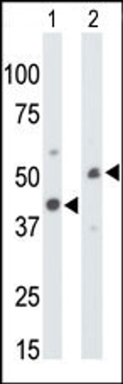 Antibody is used in Western blot to detect CKMT1 in mouse colon tissue lysate (Lane 1) and ZR-75-1 cell lysate (Lane 2) .