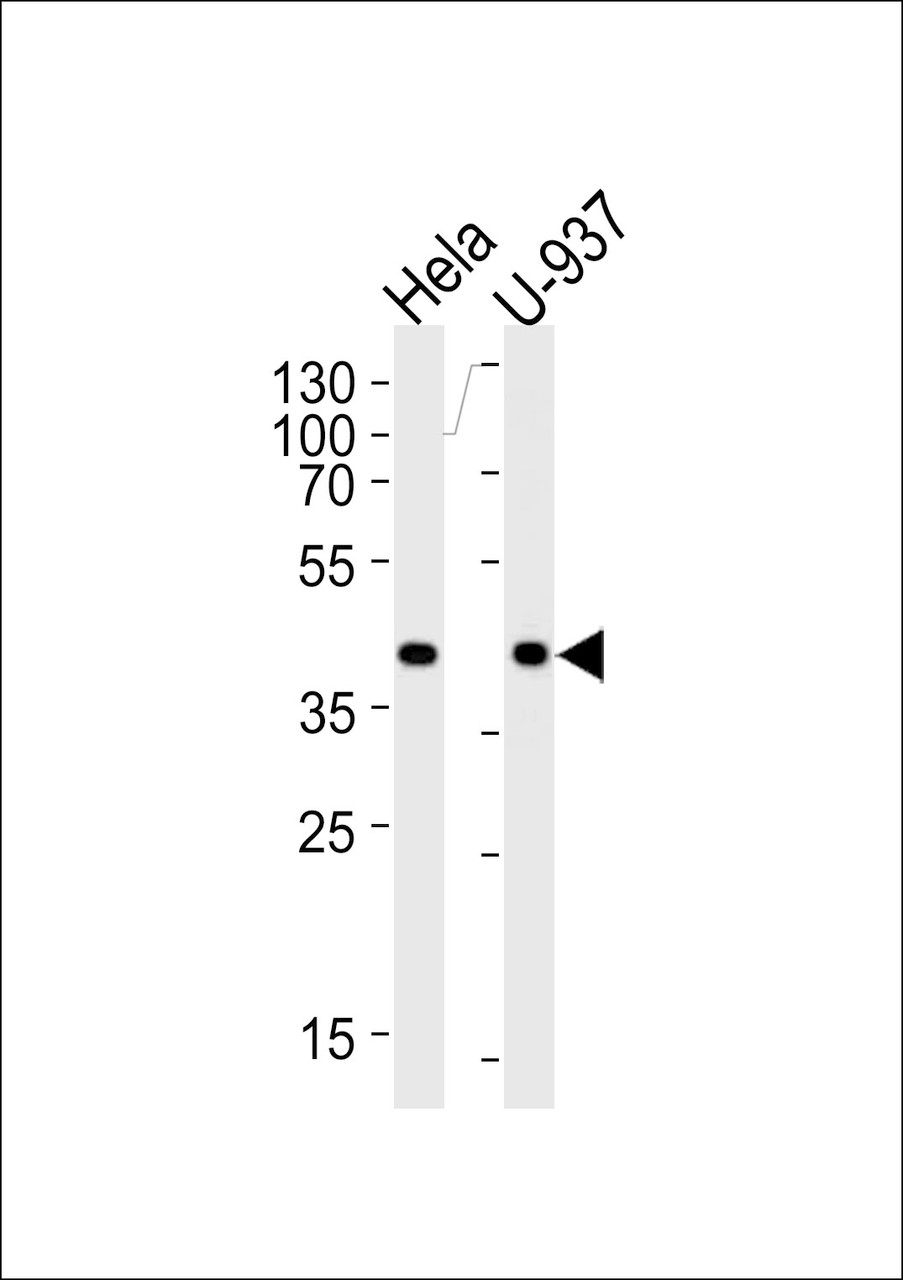 Western blot analysis of lysates from Hela, U-937 cell line (from left to right) , using PGK1 Antibody (G132) at 1:1000 at each lane.