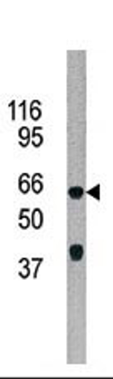 Antibody is used in Western blot to detect ADCK5 in 293 cell line lysate.