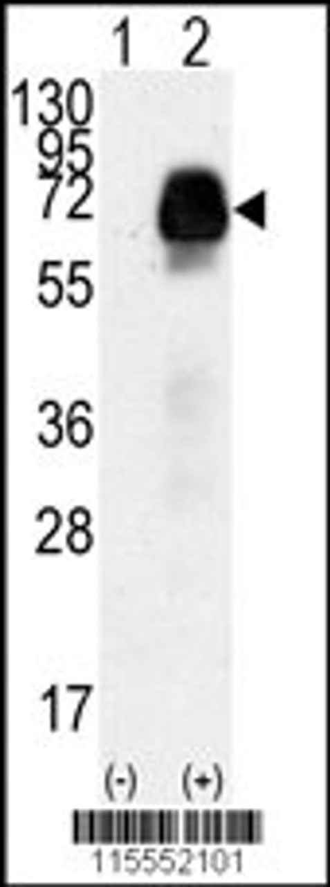 Western blot analysis of AMHR2 using rabbit polyclonal AMHR2 Antibody (N-term R80) using 293 cell lysates (2 ug/lane) either nontransfected (Lane 1) or transiently transfected with the AMHR2 gene (Lane 2) .