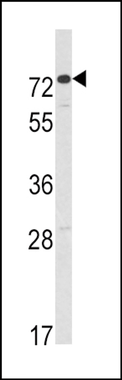 Western blot analysis of AMHR2 Antibody in CEM cell line lysates (35ug/lane)