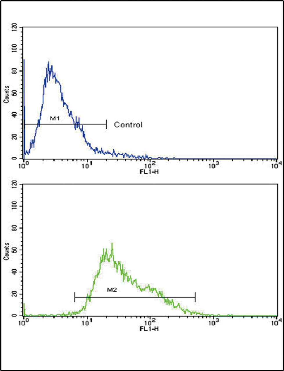 Flow cytometric analysis of CEM cells using AMHR2 Antibody (bottom histogram) compared to a negative control cell (top histogram) . FITC-conjugated goat-anti-rabbit secondary antibodies were used for the analysis.