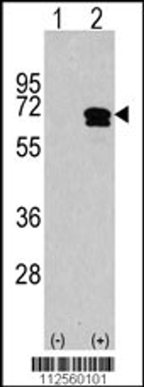 Western blot analysis of CAMKK2 using rabbit polyclonal CAMKK2 Antibody using 293 cell lysates (2 ug/lane) either nontransfected (Lane 1) or transiently transfected with the CAMKK2 gene (Lane 2) .