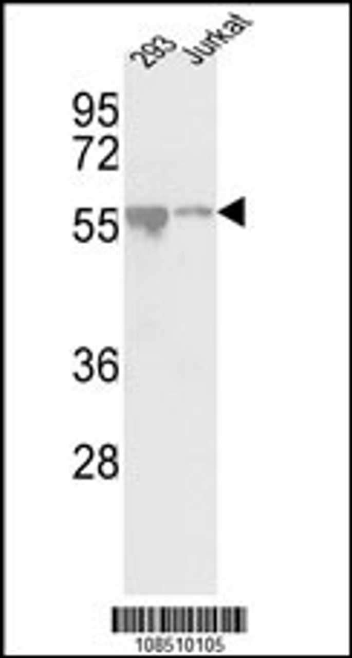 Western blot analysis of CDKL2 Center in 293, Jurkat cell line lysates (35ug/lane)
