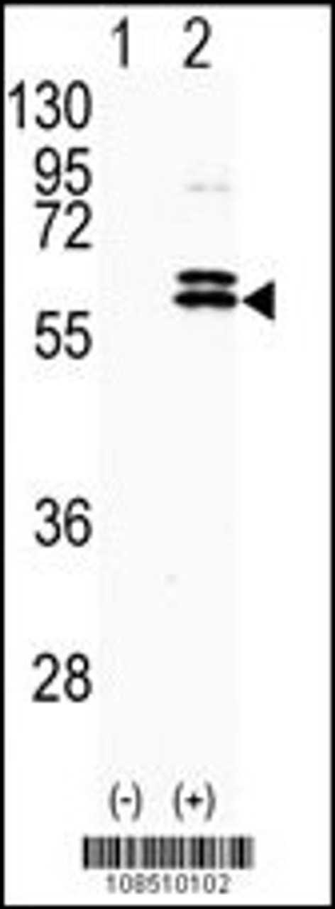 Western blot analysis of CDKL2 using rabbit polyclonal CDKL2 Antibody.293 cell lysates (2 ug/lane) either nontransfected (Lane 1) or transiently transfected with the CDKL2 gene (Lane 2) .