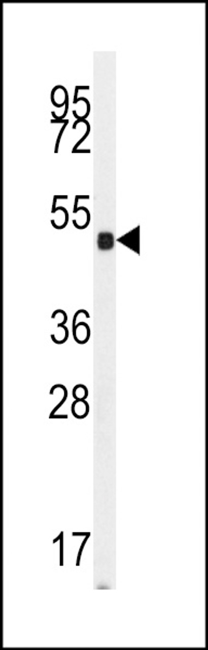 Western blot analysis of anti-GUCY1A2 Antibody in mouse cerebellum tissue lysates (35ug/lane)