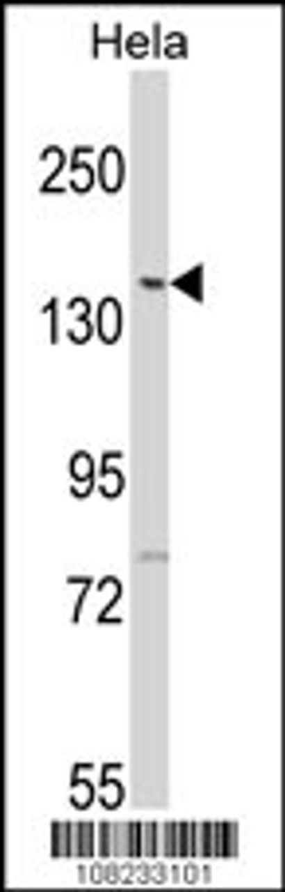 Western blot analysis of LTK2 N-term in Hela cell line lysates (35ug/lane)