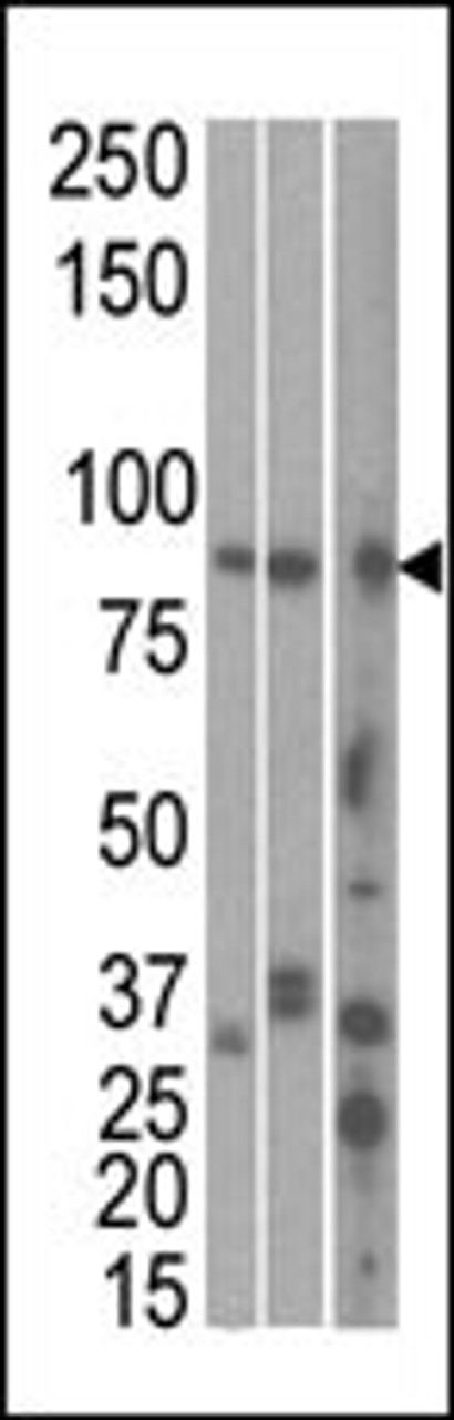 Antibody is used in Western blot to detect MARK1 in, from left to right, Hela, T47D, and mouse brain cell line/ tissue lysate.