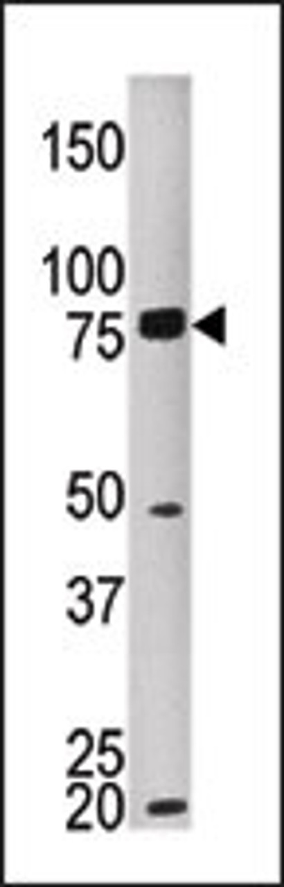 Antibody is used in Western blot to detect MKEL in HEPG2 tissue lysate