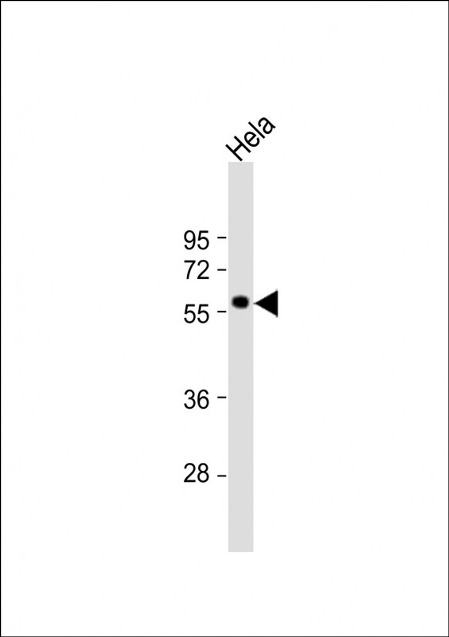 Western Blot at 1:1000 dilution + Hela whole cell lysate Lysates/proteins at 20 ug per lane.