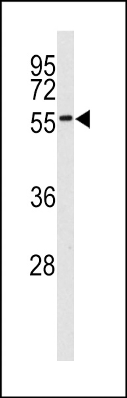 Western blot analysis of MNK2 (MKNK2) antibody in 293 cell line lysates (35ug/lane)
