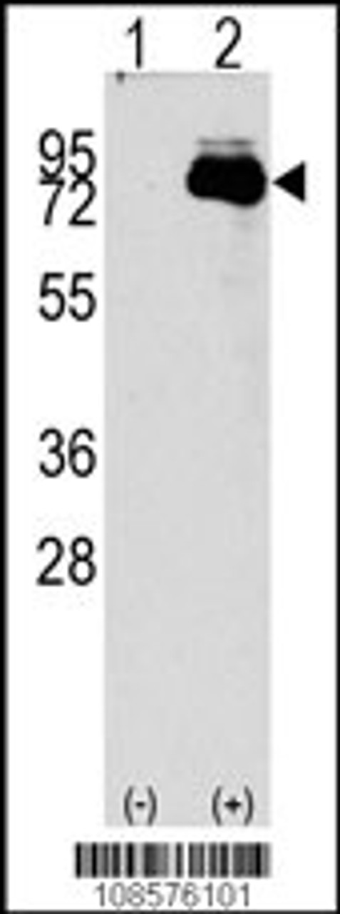 Western blot analysis of NUAK2 using rabbit polyclonal NUAK2 Antibody using 293 cell lysates (2 ug/lane) either nontransfected (Lane 1) or transiently transfected with the NUAK2 gene (Lane 2) .