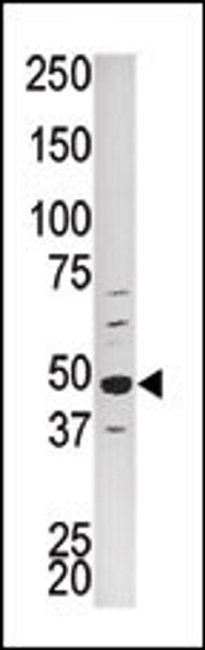 Western blot analysis of PCTK1 Antibody in HepG2 tissue lysate.