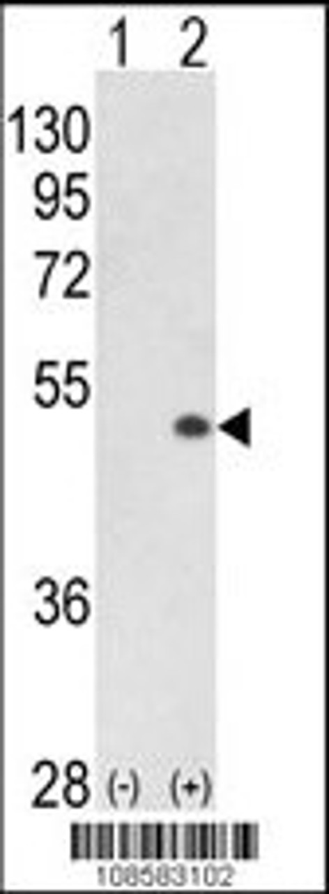 Western blot analysis of PCTK1 using rabbit polyclonal PCTK1 C-term using 293 cell lysates (2 ug/lane) either nontransfected (Lane 1) or transiently transfected with the PCTK1 gene (Lane 2) .