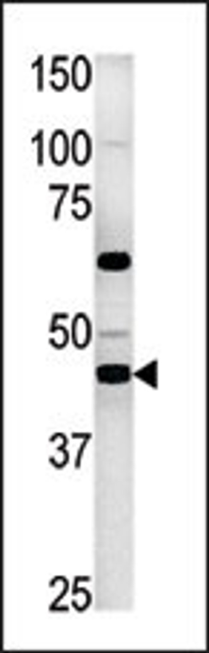 Western blot analysis of anti-PGK2 in HepG2 cell line lysate (35ug/lane)