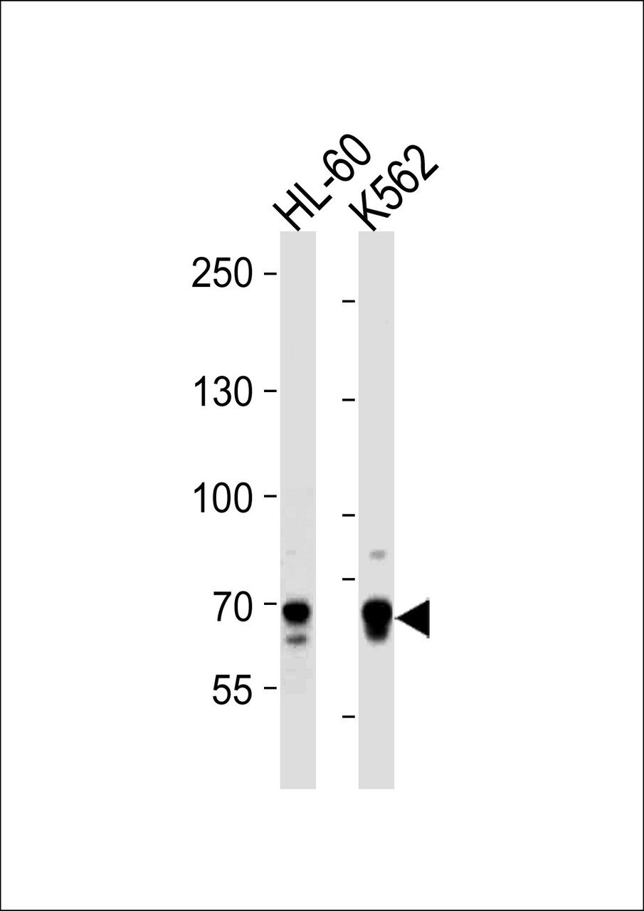 Western blot analysis in HL-60, K562 cell line lysates (35ug/lane) .