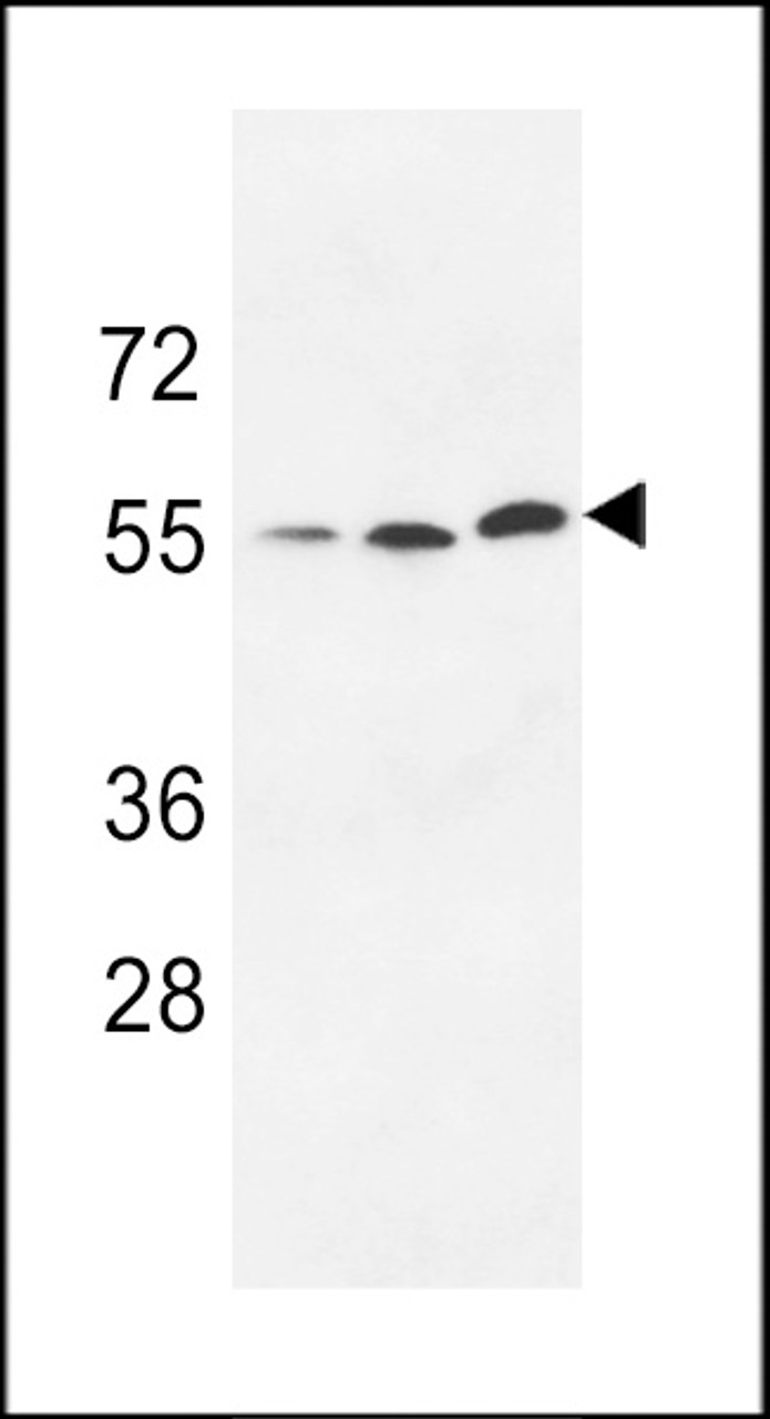 Western blot analysis of anti-URKL1 Pabin 293 cell line lysate (35ug/lane) .