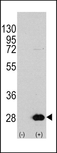 Western blot analysis of HSPB1 using rabbit polyclonal HSPB1 Antibody (S78) using 293 cell lysates (2 ug/lane) either nontransfected (Lane 1) or transiently transfected with the HSPB1 gene (Lane 2) .