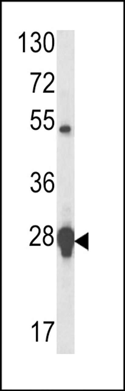 Western blot analysis of HSP27 antibody in MCF-7 cell line lysates (35ug/lane)