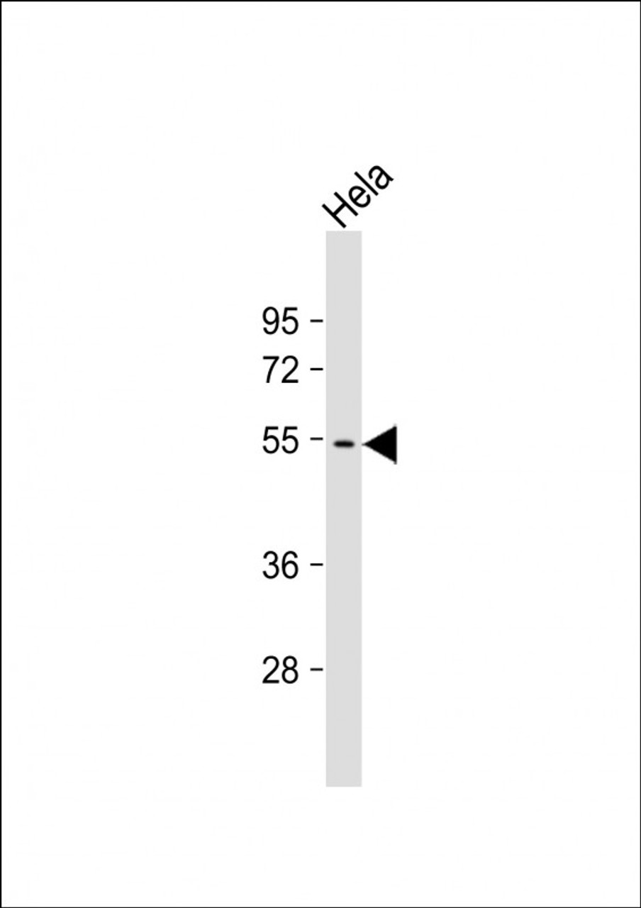 Western Blot at 1:1000 dilution + Hela whole cell lysate Lysates/proteins at 20 ug per lane.