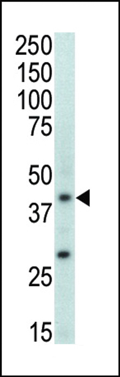 Western blot analysis of anti-MAPK11 Pab in mouse brain tissue lysate