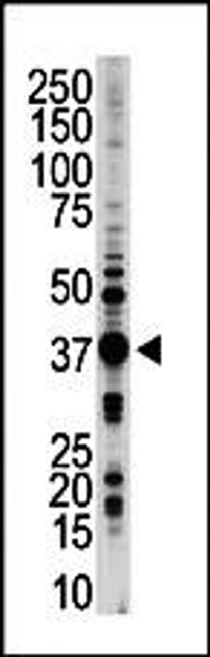 Western blot analysis of anti-STK16 Pab in mouse brain tissue lysate