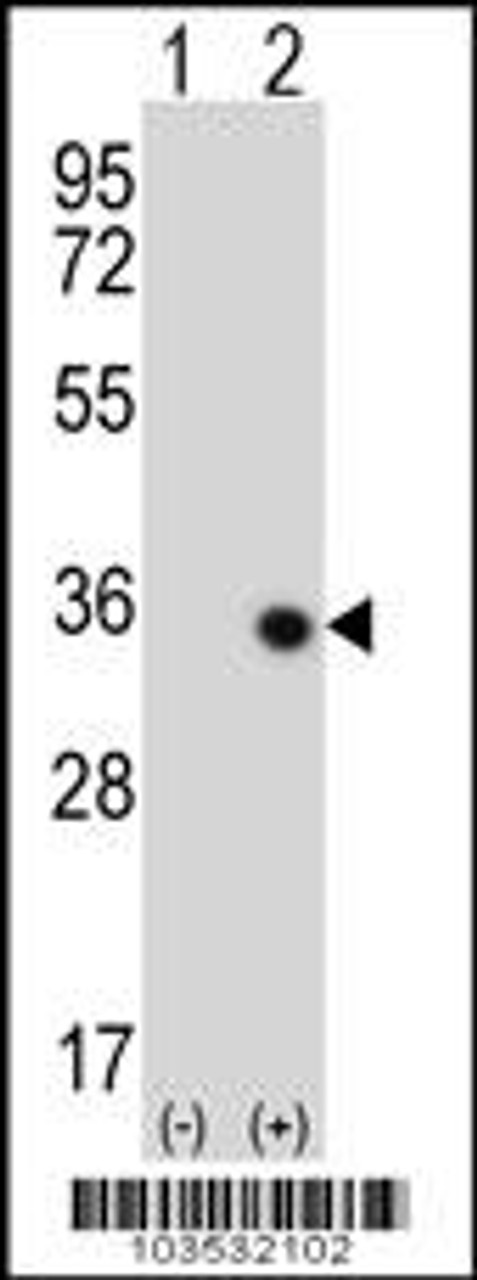 Western blot analysis of STK16 using rabbit polyclonal STK16 Antibody (M272) using 293 cell lysates (2 ug/lane) either nontransfected (Lane 1) or transiently transfected (Lane 2) with the STK16 gene.