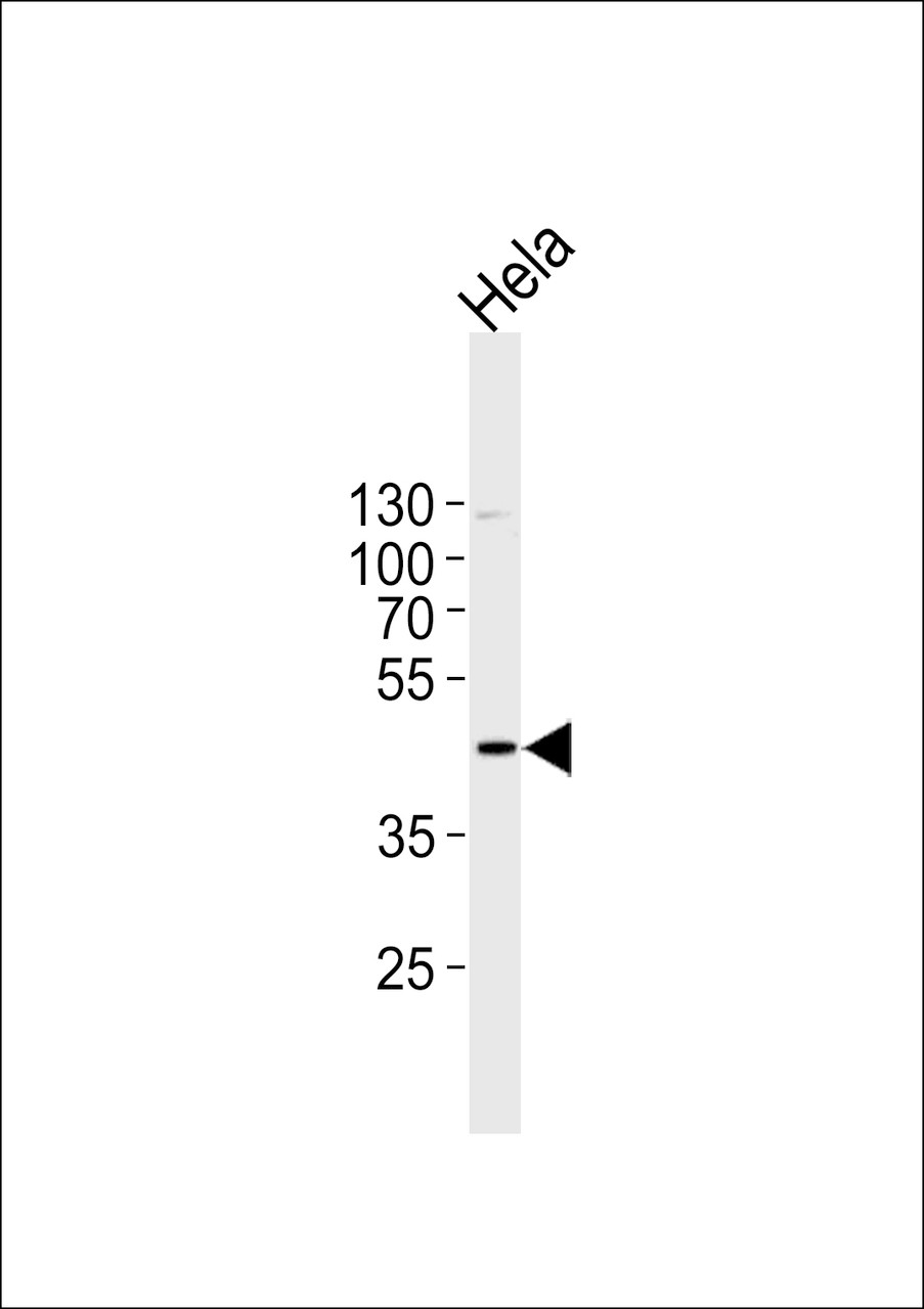 Western blot analysis in Hela cell line lysates (35ug/lane) .
