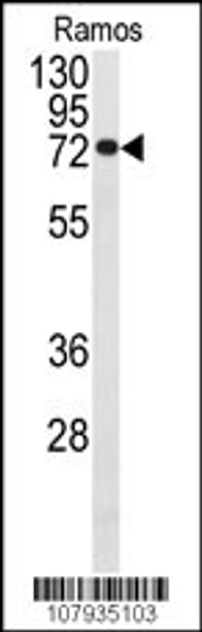 Western blot analysis of anti-CDC25B Antibody (S353) in Ramos cell line lysates (35ug/lane)