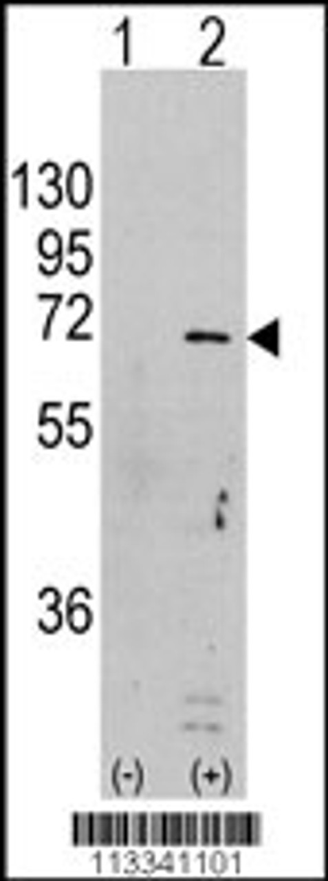 Western blot analysis of PRKAA1 using rabbit polyclonal PRKAA1 Antibody (S246) using 293 cell lysates (2 ug/lane) either nontransfected (Lane 1) or transiently transfected with the PRKAA1 gene (Lane 2) .