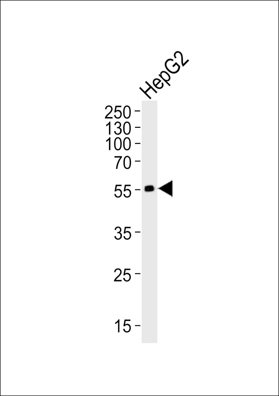 Western blot analysis of lysate from HepG2 cell line, using ADRB2 Antibody (S364) at 1:1000.